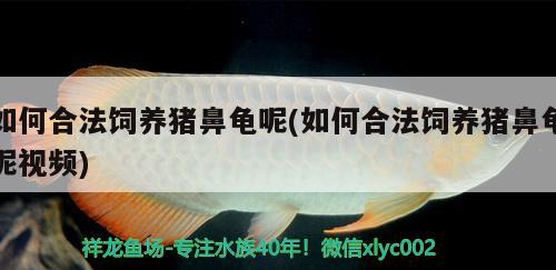 如何合法飼養(yǎng)豬鼻龜呢(如何合法飼養(yǎng)豬鼻龜呢視頻)