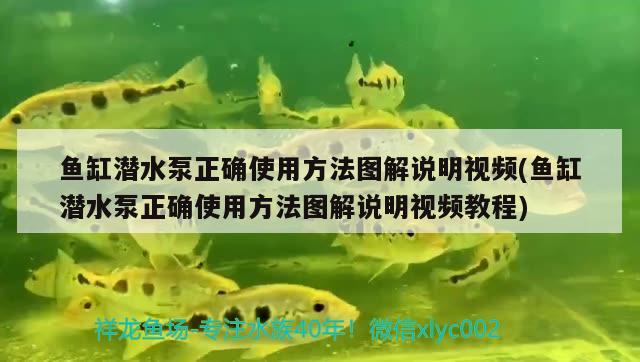 魚缸潛水泵正確使用方法圖解說明視頻(魚缸潛水泵正確使用方法圖解說明視頻教程)