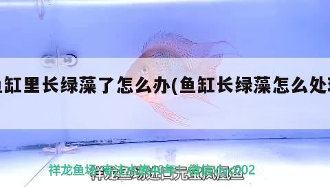 魚缸里長綠藻了怎么辦(魚缸長綠藻怎么處理) 非洲象鼻魚