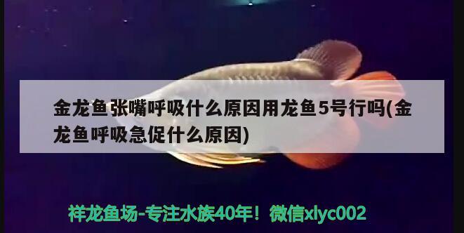 金龍魚張嘴呼吸什么原因用龍魚5號行嗎(金龍魚呼吸急促什么原因) 金老虎魚