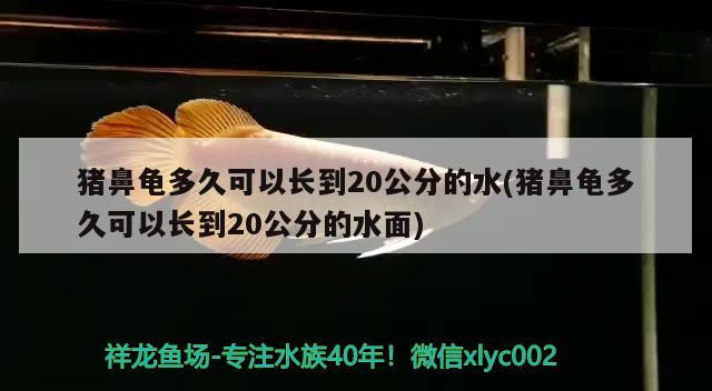 豬鼻龜多久可以長到20公分的水(豬鼻龜多久可以長到20公分的水面) 豬鼻龜