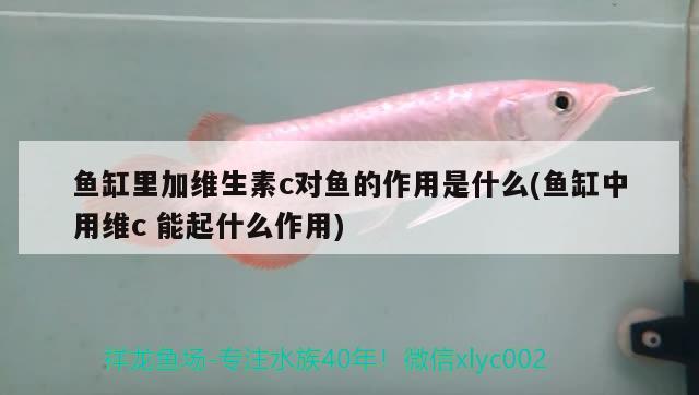 魚(yú)缸里加維生素c對(duì)魚(yú)的作用是什么(魚(yú)缸中用維c能起什么作用) 羅漢魚(yú)批發(fā)