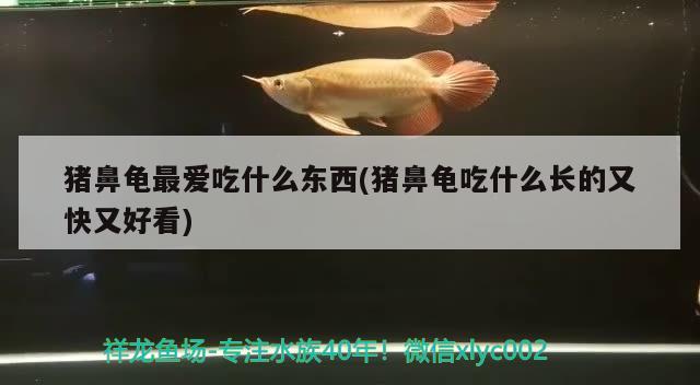 豬鼻龜最愛吃什么東西(豬鼻龜吃什么長的又快又好看)