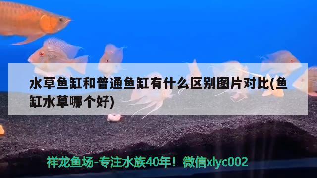 水草魚缸和普通魚缸有什么區(qū)別圖片對(duì)比(魚缸水草哪個(gè)好) 水草