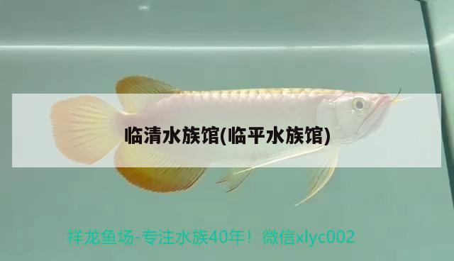 臨清水族館(臨平水族館) 紅魔王銀版魚(yú)