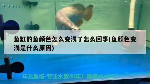 魚缸的魚顏色怎么變淺了怎么回事(魚顏色變淺是什么原因)