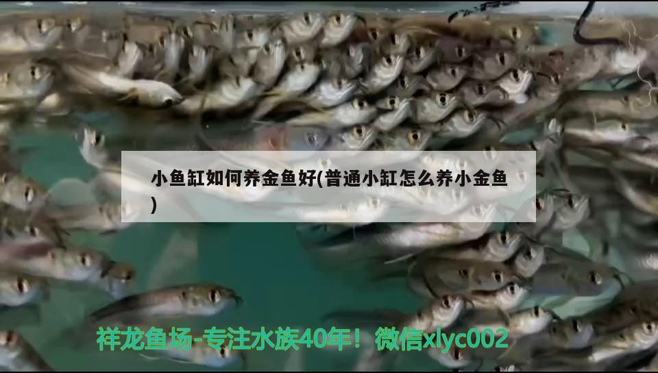 小魚缸如何養(yǎng)金魚好(普通小缸怎么養(yǎng)小金魚)