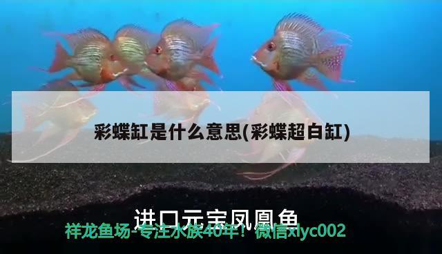 彩蝶缸是什么意思(彩蝶超白缸) 黑影道人魚(yú)