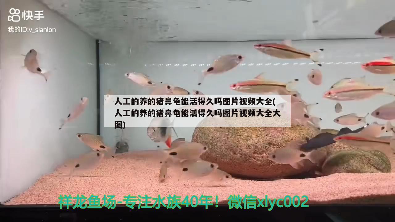 人工的養(yǎng)的豬鼻龜能活得久嗎圖片視頻大全(人工的養(yǎng)的豬鼻龜能活得久嗎圖片視頻大全大圖) 豬鼻龜