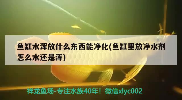 魚缸水渾放什么東西能凈化(魚缸里放凈水劑怎么水還是渾) 新加坡號半紅龍魚（練手級紅龍魚）