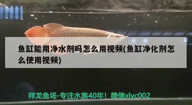 魚缸能用凈水劑嗎怎么用視頻(魚缸凈化劑怎么使用視頻) 國產元寶鳳凰魚