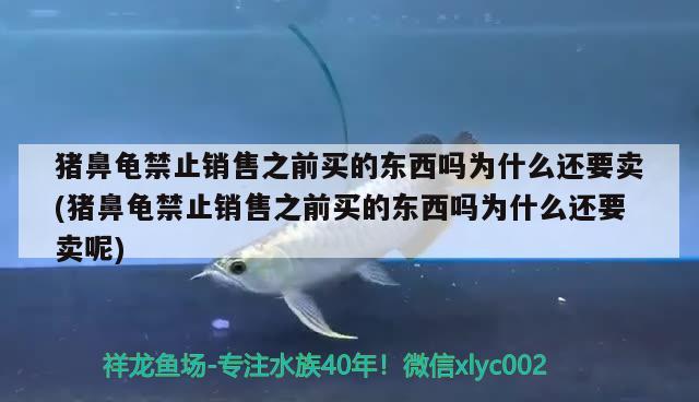 豬鼻龜禁止銷售之前買的東西嗎為什么還要賣(豬鼻龜禁止銷售之前買的東西嗎為什么還要賣呢) 豬鼻龜百科