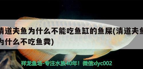 清道夫魚為什么不能吃魚缸的魚屎(清道夫魚為什么不吃魚糞)