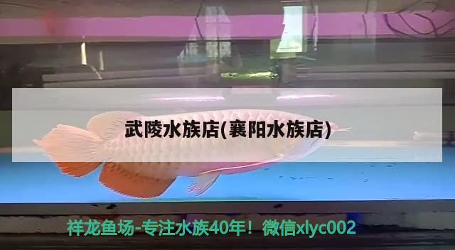 武陵水族店(襄陽(yáng)水族店)