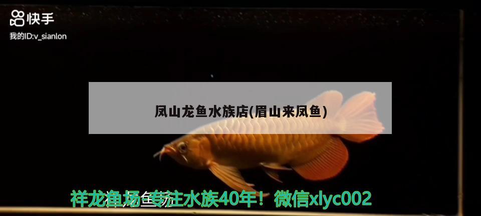 鳳山龍魚水族店(眉山來鳳魚) 魚缸風(fēng)水