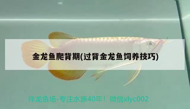 金龍魚爬背期(過背金龍魚飼養(yǎng)技巧) 過背金龍魚