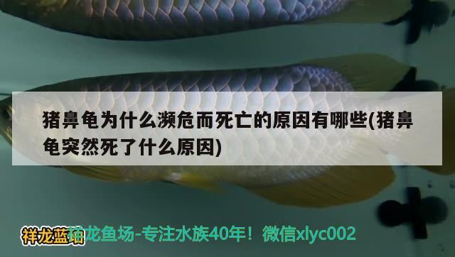 豬鼻龜為什么瀕危而死亡的原因有哪些(豬鼻龜突然死了什么原因) 豬鼻龜