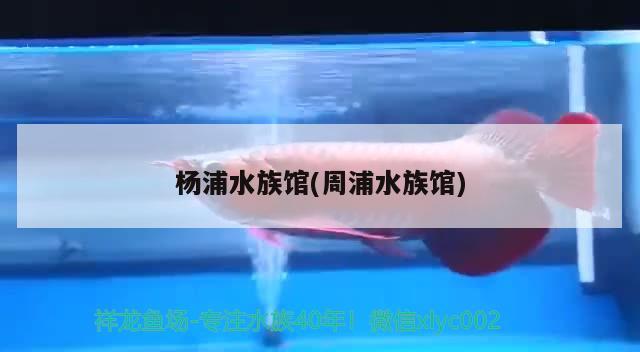 楊浦水族館(周浦水族館) 龍魚專用燈