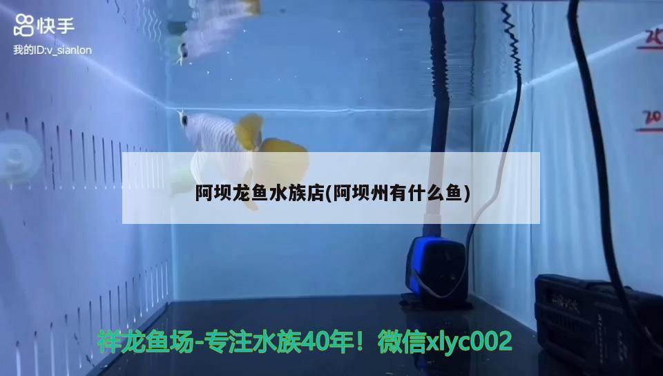 阿壩龍魚水族店(阿壩州有什么魚) 圣菲埃及魚