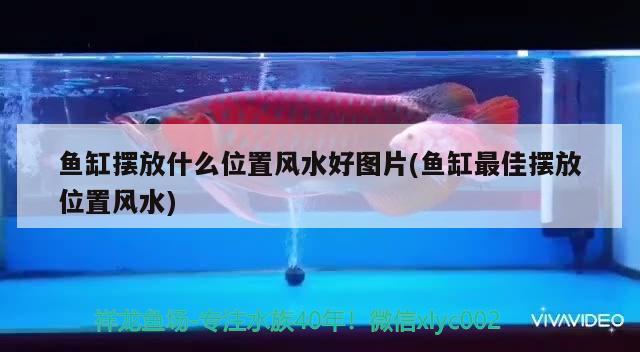 魚缸擺放什么位置風(fēng)水好圖片(魚缸最佳擺放位置風(fēng)水) 魚缸風(fēng)水 第2張