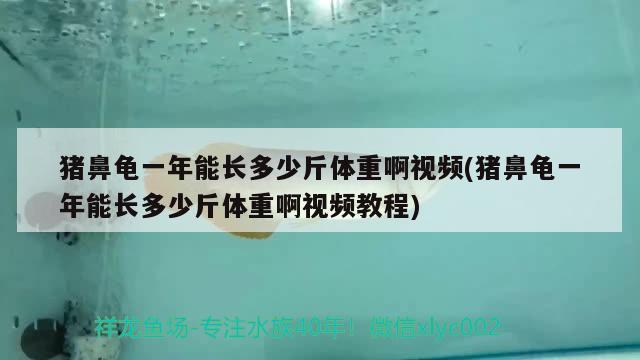 豬鼻龜一年能長(zhǎng)多少斤體重啊視頻(豬鼻龜一年能長(zhǎng)多少斤體重啊視頻教程) 豬鼻龜