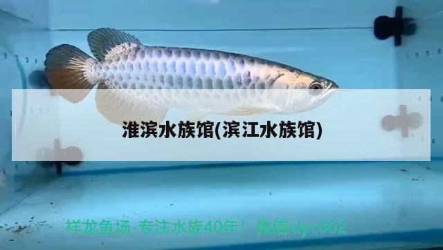 淮濱水族館(濱江水族館) 泰龐海蓮魚