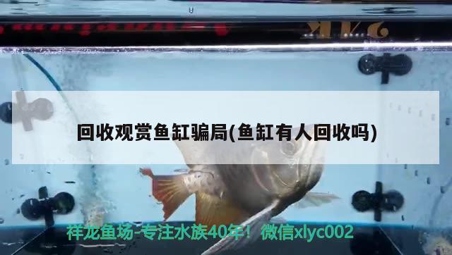 回收觀賞魚缸騙局(魚缸有人回收嗎) B級(jí)過背金龍魚