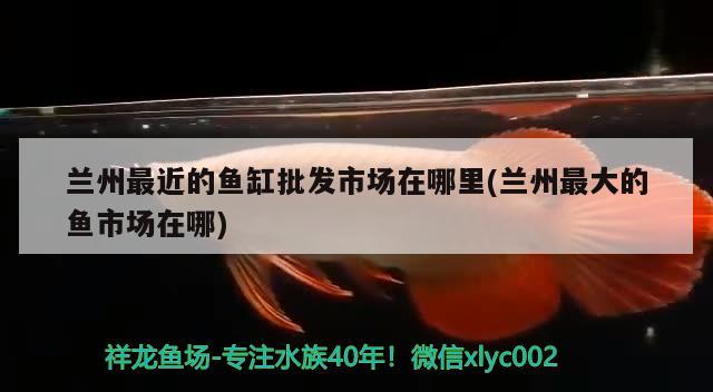 蘭州最近的魚缸批發(fā)市場在哪里(蘭州最大的魚市場在哪) 紅尾平克魚