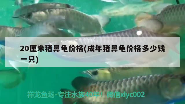 20厘米豬鼻龜價格(成年豬鼻龜價格多少錢一只)