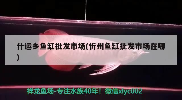 什運鄉(xiāng)魚缸批發(fā)市場(忻州魚缸批發(fā)市場在哪) 丹頂錦鯉魚