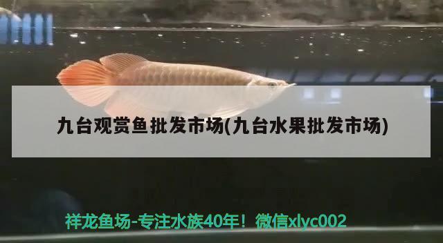 九臺觀賞魚批發(fā)市場(九臺水果批發(fā)市場) 觀賞魚批發(fā)