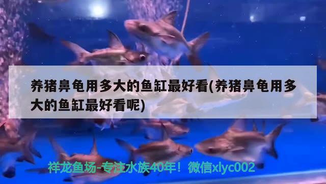 養(yǎng)豬鼻龜用多大的魚缸最好看(養(yǎng)豬鼻龜用多大的魚缸最好看呢)