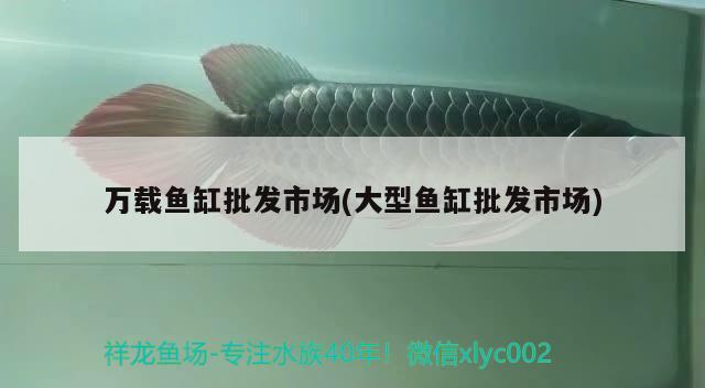 萬(wàn)載魚(yú)缸批發(fā)市場(chǎng)(大型魚(yú)缸批發(fā)市場(chǎng))