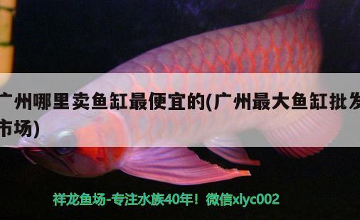 廣州哪里賣魚缸最便宜的(廣州最大魚缸批發(fā)市場(chǎng))