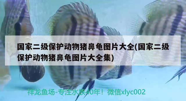 國家二級保護(hù)動物豬鼻龜圖片大全(國家二級保護(hù)動物豬鼻龜圖片大全集)