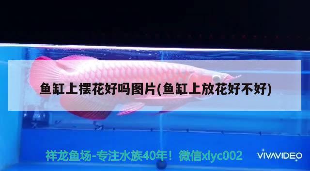 魚缸上擺花好嗎圖片(魚缸上放花好不好) 三色錦鯉魚 第1張