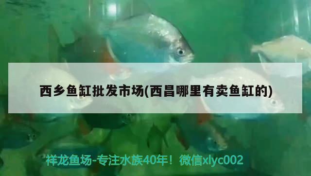 西鄉(xiāng)魚缸批發(fā)市場(西昌哪里有賣魚缸的) 海象魚