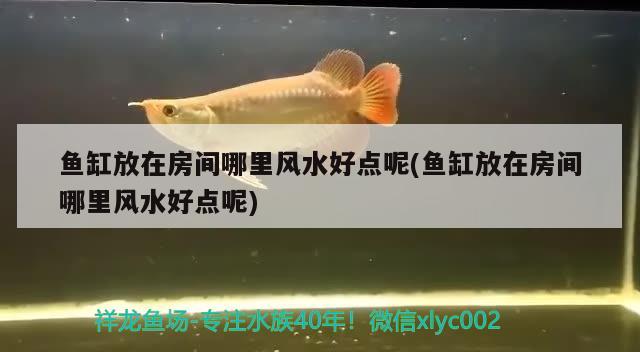 魚缸放在房間哪里風(fēng)水好點(diǎn)呢(魚缸放在房間哪里風(fēng)水好點(diǎn)呢) 魚缸風(fēng)水