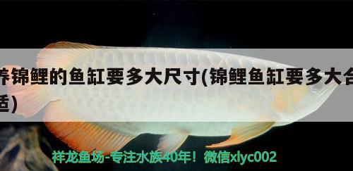 養(yǎng)錦鯉的魚缸要多大尺寸(錦鯉魚缸要多大合適) 虎魚魚苗