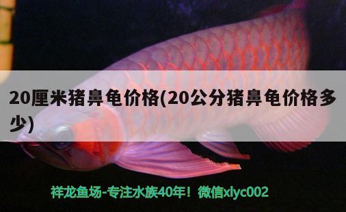 20厘米豬鼻龜價格(20公分豬鼻龜價格多少)