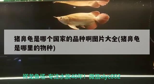 豬鼻龜是哪個國家的品種啊圖片大全(豬鼻龜是哪里的物種) 豬鼻龜