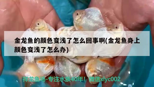 金龍魚的顏色變淺了怎么回事啊(金龍魚身上顏色變淺了怎么辦)