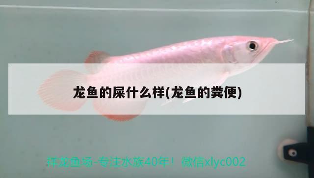 龍魚(yú)的屎什么樣(龍魚(yú)的糞便) 圖騰金龍魚(yú)