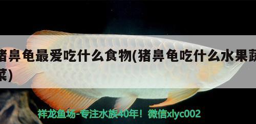 豬鼻龜最愛吃什么食物(豬鼻龜吃什么水果蔬菜) 豬鼻龜