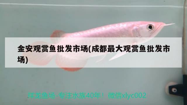 金安觀賞魚批發(fā)市場(chǎng)(成都最大觀賞魚批發(fā)市場(chǎng)) 觀賞魚批發(fā)