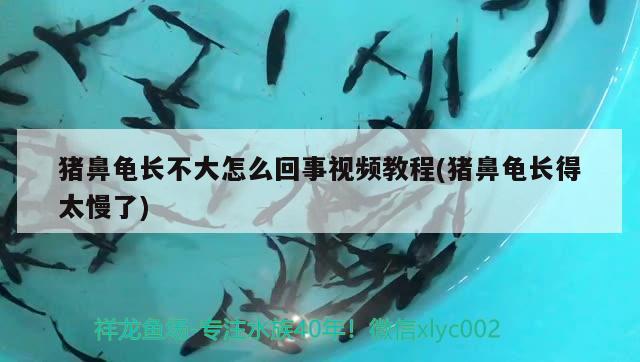 豬鼻龜長不大怎么回事視頻教程(豬鼻龜長得太慢了) 豬鼻龜 第2張