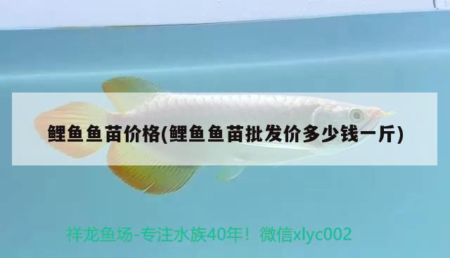 鯉魚魚苗價格(鯉魚魚苗批發(fā)價多少錢一斤) 二氧化碳設(shè)備