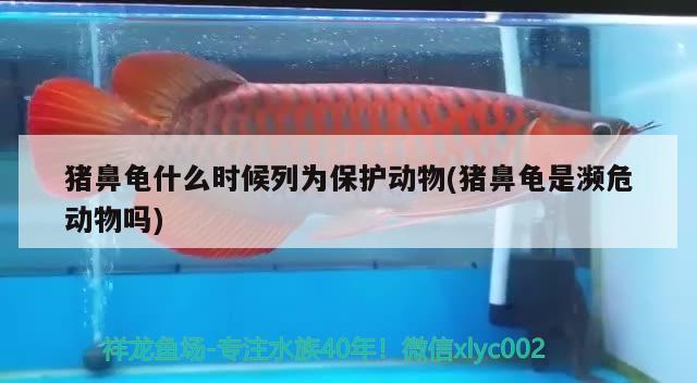 豬鼻龜什么時(shí)候列為保護(hù)動物(豬鼻龜是瀕危動物嗎)