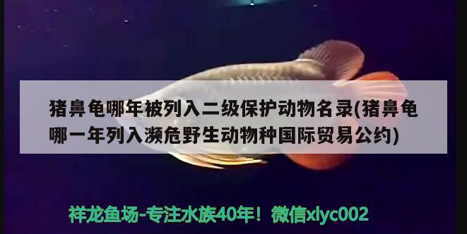 豬鼻龜哪年被列入二級保護動物名錄(豬鼻龜哪一年列入瀕危野生動物種國際貿(mào)易公約)