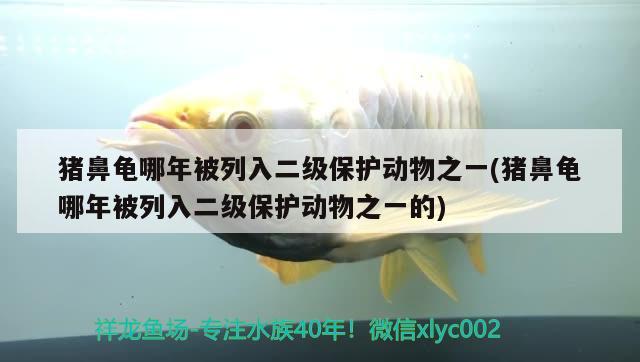 豬鼻龜哪年被列入二級保護(hù)動物之一(豬鼻龜哪年被列入二級保護(hù)動物之一的)